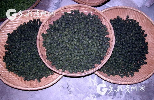 多彩貴州網 小小銀球茶 帶動雷山縣農民脫貧致富