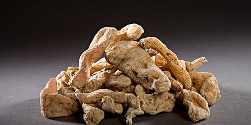 天麻栽培管理技術 - 農業種植網