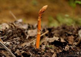 天麻種苗供應信息 天麻種苗批發(fā) 天麻種苗價格 找天麻種苗產品上