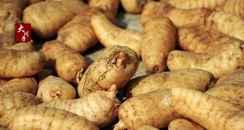 如何正確的把新鮮天麻制作成干天麻 若需蒸煮,蒸煮時(shí)間多少為宜