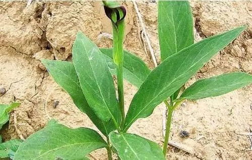 一年就可以賣(mài)錢(qián)的藥材,種植周期短風(fēng)險(xiǎn)小回報(bào)高平均畝收入1萬(wàn)元,你知道有哪幾種