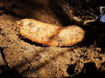 天麻是一種無根無葉的草本植物,卻能開花、結實、生子,神奇得很