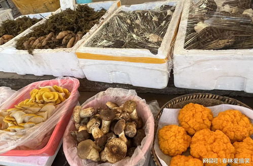 昆明市場(chǎng)羊肚菌價(jià)格處于全年最低水平