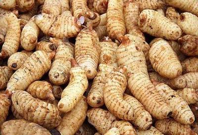 天麻產地溯源 探尋道地品質，哪里的天麻更勝一籌？