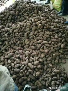 彝鄉寶藏 天麻之外，還有這些生態饋贈值得品味