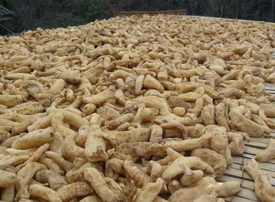 古代釀中珍品，天麻 無根無葉高兩米，曬干一斤三百元