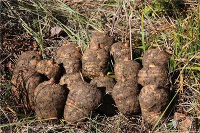 彝良榮膺“全國天麻生產先進縣”，烏蒙深山里的“金疙瘩”何以閃耀全國？